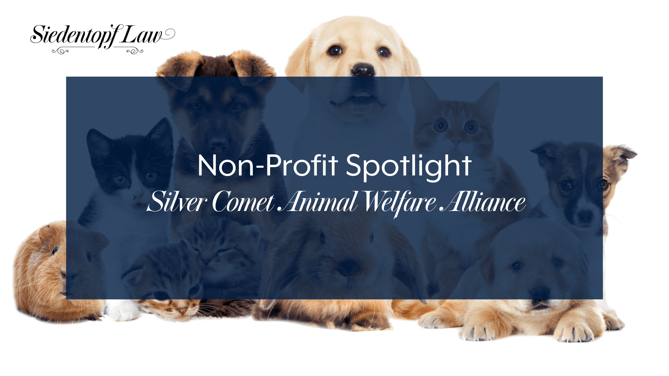 Non-Profit Spotlight: Silver Comet Animal Welfare Alliance